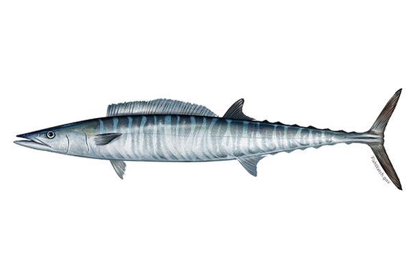 海鲅（Haiba）V4x - 高性能游戏笔记本_资料手册-4