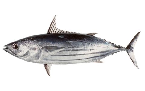 海鲅（Haiba）V4x – 高性能游戏笔记本_资料手册