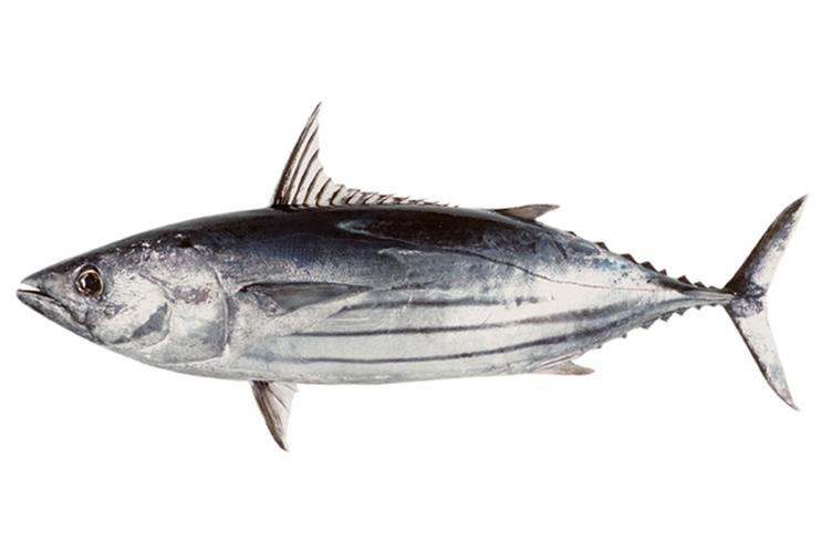 海鲅（Haiba）V4x – 高性能游戏笔记本_资料手册