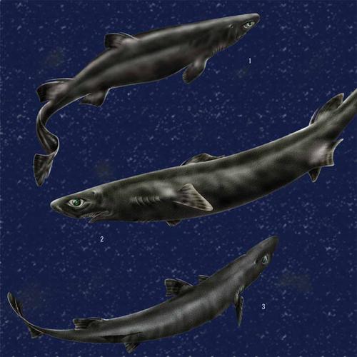 海鲅（Haiba）V4x - 高性能游戏笔记本_资料手册-5